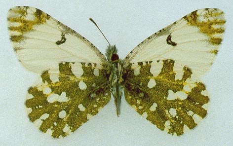 Euchloe ausonia dubatolovi, color image