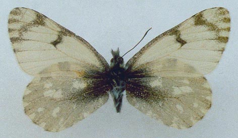 Euchloe naina kusnezovi, holotype, color image