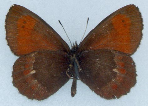 Erebia euryale flaveoides, color image