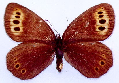 Erebia fletcheri chajataensis, holotype, color image