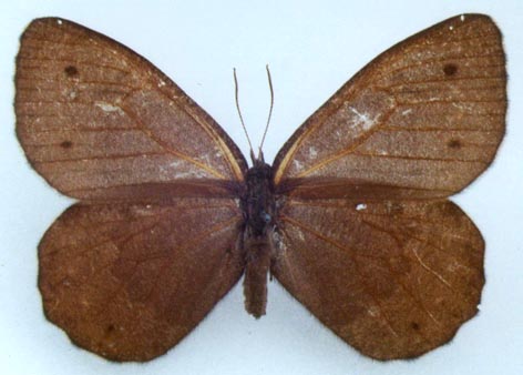 Oeneis actaeoides, color image
