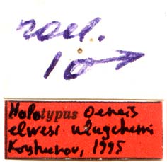 Holotype labels, color image
