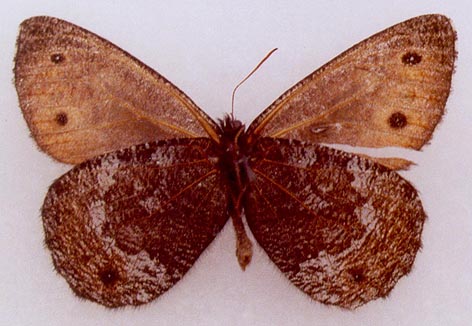 Oeneis jutta akoene, color image
