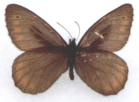 Oeneis jutta lukhtanovi, holotype, color image