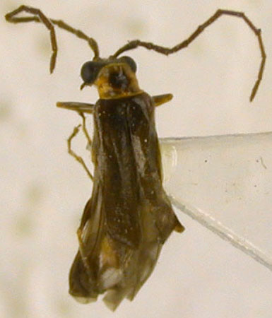Malthodes adjaricus, paratype, color image