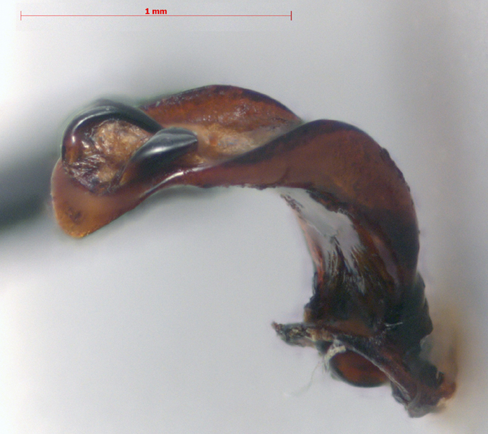 Chrysolina mordkovitshi, holotype, color image