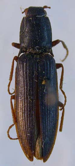 Poemnites hamirensis, lectotype, color image