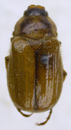 Rhizotrogus (Amphimallon) irtishensis, paratype, color image