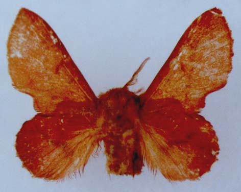 Phyllodesma joannisi ponticum, holotype, color image