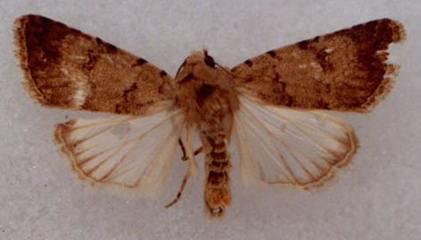 Eremodrina leptodactyla, holotype, color image