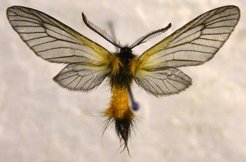 Pryeria sinica, color image