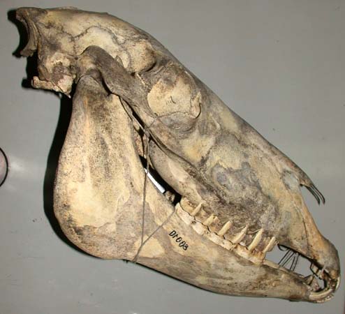 Equus hemionus, color image