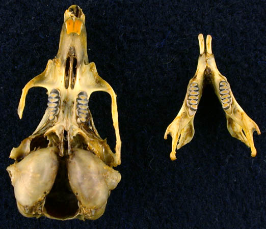 Meriones persicus, color image