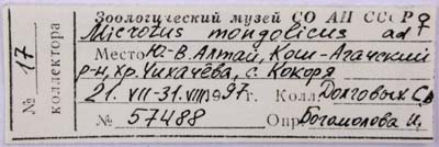Microtus mongolicus, label, color image