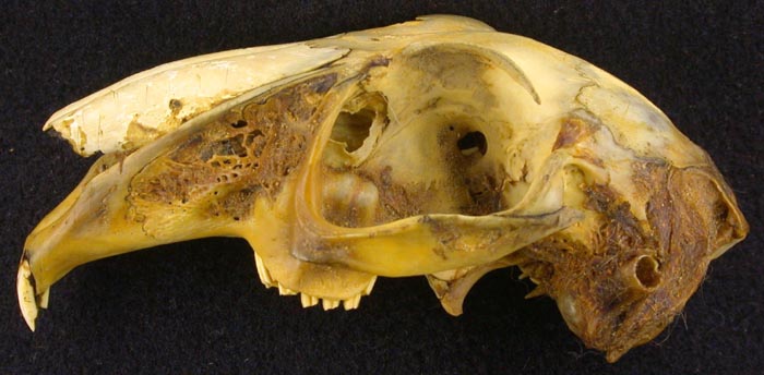Lepus europaeus orientalis, holotype, color image
