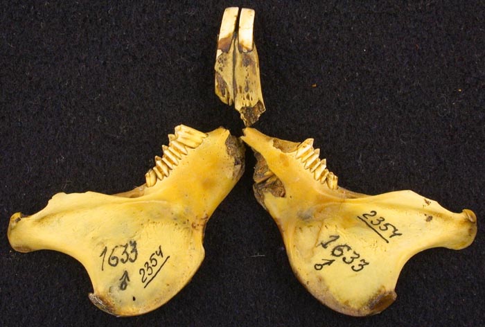 Lepus europaeus orientalis, holotype, color image