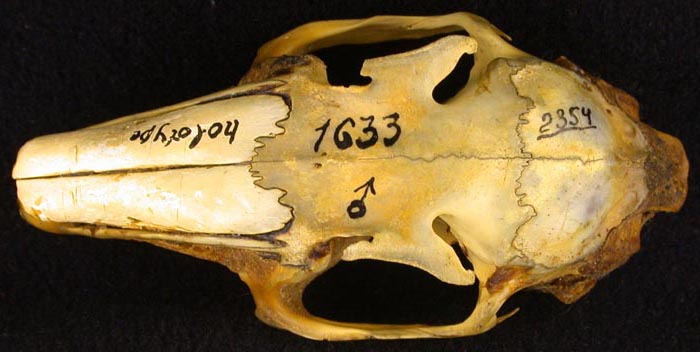 Lepus europaeus orientalis, holotype, color image