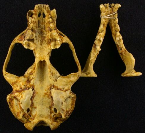 Lutra lutra borealis, holotype, color image