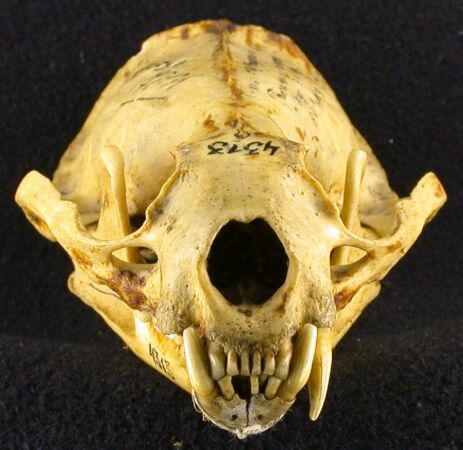 Lutra lutra borealis, holotype, color image