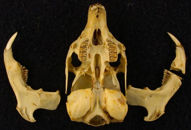 Ochotona hyperborea davanica, holotype, color image