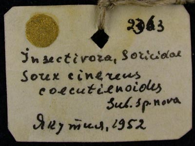 Sorex cinereus_caecutienoides, holotype, color image