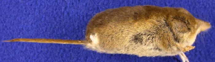 Sorex jenissejensis margarita, paratype, color image