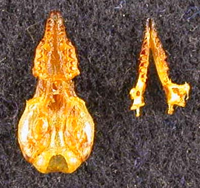 Sorex minutissimus abnormis, paratype, color image