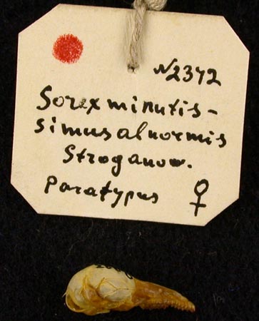 Paratype label, color image