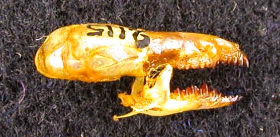 Sorex minutissimus abnormis, paratype, color image