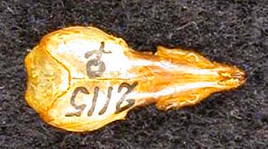 Sorex minutissimus abnormis, paratype, color image