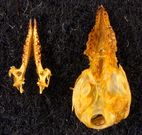 Sorex minutissimus barabensis, paratype, color image