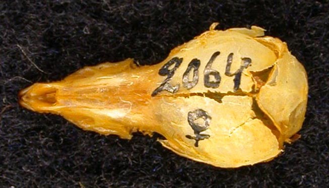 Sorex minutissimus barabensis, paratype, color image