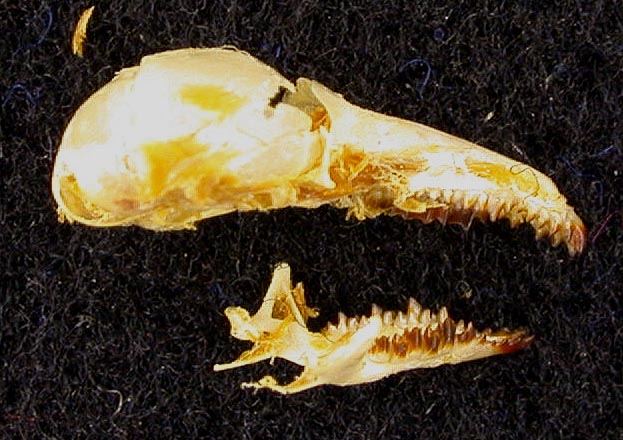 Sorex minutissimus caudata, paratype image
