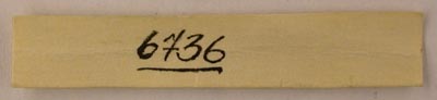 Paratype label, color image
