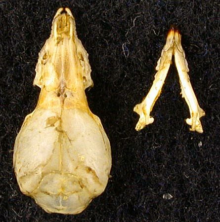 Sorex minutissimus karelicus, paratype, color image