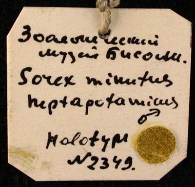 Sorex minutus heptapotamicus, holotype, color image