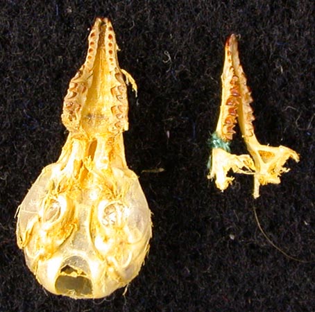 Sorex minutus heptapotamicus, paratype, color image