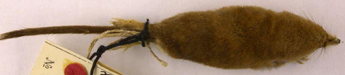 Sorex minutus heptapotamicus, paratype, color image