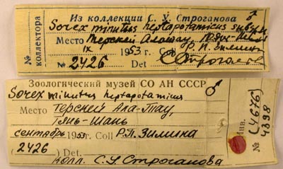 Paratype labels, color image