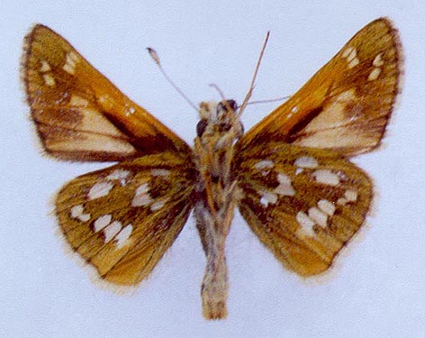Hesperia comma lena, color image
