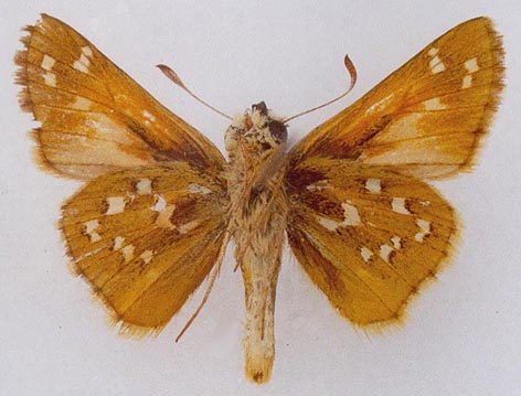 Hesperia comma planula, color image