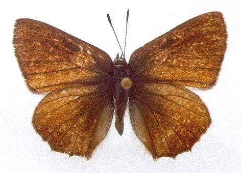 Callophris hatuma, color image