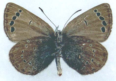 Glaucopsyche argali, color image