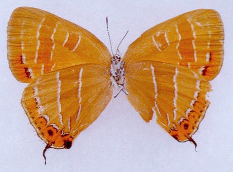 Japonica adusta inomatai, paratype, color image