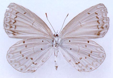 Maslowskia oreas, color image
