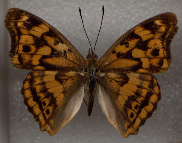 Apatura laverna, upperside, color image