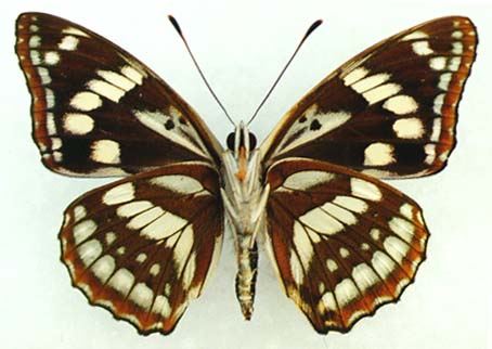 Athymodes nycteis, male, color image