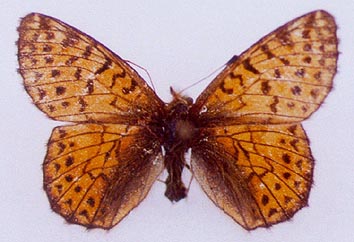 Boloria pales rilaensis, color image