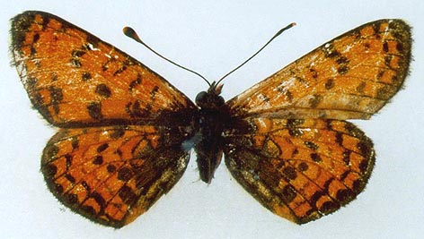 Melitaea latonigena ukoka, holotype, color image