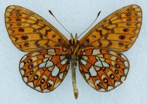Proclossiana eunomia riamia, holotype, color image